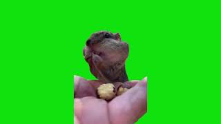 Squirrel Filling Cheeks With Nuts Meme Green Screen Template