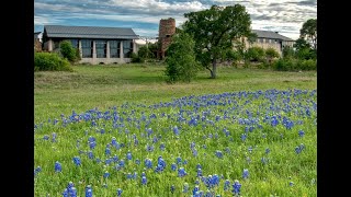 Texas wildflowers at the Lady Bird Johnson Centre