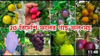 দেশি বিদেশি সুস্বাদু ফলের সমাহার । চেনা অচেনা কতো রকমের ফল