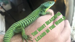 Abronia Mexican Alligator Lizard | Unboxing & Setup