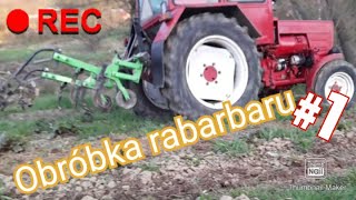 Obróbka rabarbaru 2021.