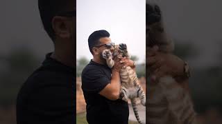 1.5 Month Old Beautiful Taby Tiger Cub | Nouman Hassan