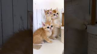 Gatitos tiernos