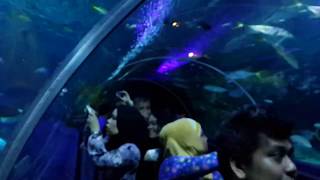 Океанариум Куала-Лумпур. Aquaria KLCC. Malaysia