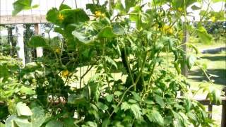 Cucumbers -  Soil versus Hydroponics...