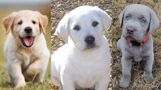 Labrador retriever puppies | Funny and Cute  dog video compilation in 2022.