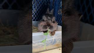 Some Bunny Takes Eating Clover Very Seriously