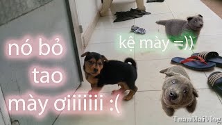 #an6 | Nói chuyện với CHÓ CON bị nhốt ngoài cửa và..|Talking to a little outdoor dog | Tuấn Mai Vlog