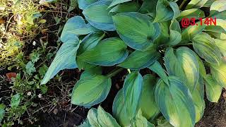 🍀Хоста June#petrnovar #запоріжжя #hosta #хоста #розповідь