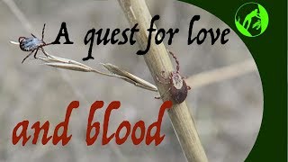 A Quest for Love and Blood: a tick musical