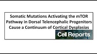 Somatic mTOR Pathway mutation & Continuum of Cortical Dysplasias