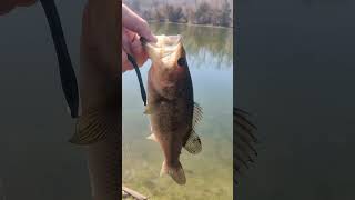 First POND BASS of 23'! #Floatingworm #shorts