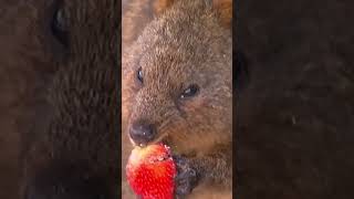 EXCLUSIVE Quokka 2023 Release Day! #bullionnow #quokka #perthmint