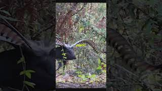 Australian Lyrebird | Bizarre Animals