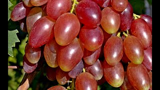 Виноград Данилка - гибридная форма В. Силкова (Grapes of Danilka variety)