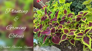 Planting & Growing Coleus (4/27/24-8/16/24) 🌿 Crochet, Garden, Repeat