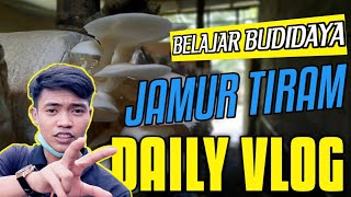 Belajar Budidaya jamur tiram untuk pemula | Daily vlog