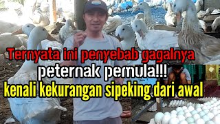 Ternyata ini penyebab gagalnya peternak pemula!!!kenali kekuranganya si peking dari awal