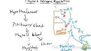 Thyroid hormone regulation