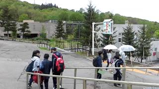 asahikawa zoo ดูหมีขาวขั่วโลกเหนือ