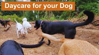 Daycare for your dog 🐶🐕🐩  Keep your dog busy while you are away or entertained while you cuddle