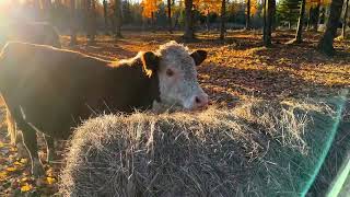 Karma and I relaxing with the cows. Did the ladies hurt Jack the Bull’s feelings?