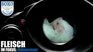 FLEISCH IM FOKUS: Hühnermast // SOKO Tierschutz e.V.