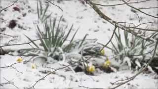 jonquilles hiver 14