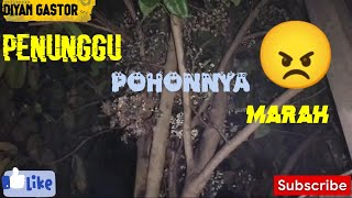 mancing malam//di ganggu penunggu pohon