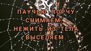 ПАУЧЬЮ ПОРЧУ СНИМАЕМ. НЕЖИТЬ ИЗ ТЕЛА ВЫСЕЛЯЕМ. +79607714230