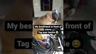 🤣funny reaction of animals🤣| 🤣funny vedio 🤣| 🤣funny shots🤣|😜 #shorts#shortsfeed  #shorts&meems