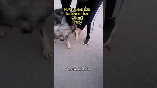 Çaresiz Köpeğin Yardım İstediği Anlar Kalbimizi Isıttı