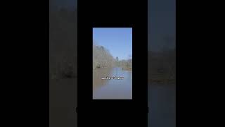 Mystery of the Altamaha-ha: Georgia's River Monster Unveiled