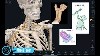 أعصاب الطرف العلوي | شلل إرب-دوشن وشلل كلمبكيه