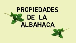 ALBAHACA - Propiedades medicinales, tipos y toxicidad