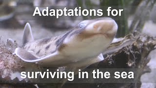 Adaptations for surviving in the sea