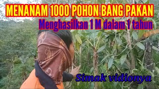 Menanam 1000 Pohon Bang Pakan Kambing Menghasilkan 1 M Dalam Satu Tahun