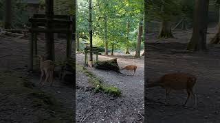 #shorts Sikahirsch Nachwuchs Tierpark Olderdissen Bielefeld 04.07.2024