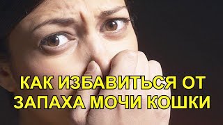 КАК ИЗБАВИТЬСЯ ОТ ЗАПАХА МОЧИ КОШКИ