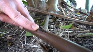 Getting the drop on drip line irrigation