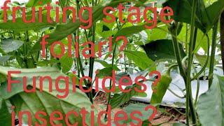 fruiting stage..fertilizers?foliar fer? . insects? fungus?  panoorin !!!! #farming #tips #tutorial