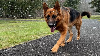 German Shepherd Reacts To Snow Storm