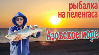 Азовское море 2024 пеленгас