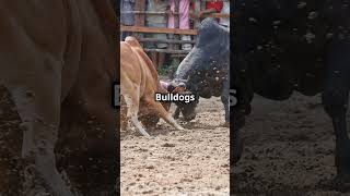 Bulldogs From Bull Baiting to Beloved Pets! #dogbreed #pets #cutedog #pet #doglover #dog #doglover