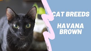 HAVANA BROWN - CAT BREEDS