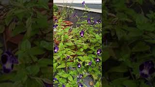 Torenia Plant | Wishbone Plant | #Shorts