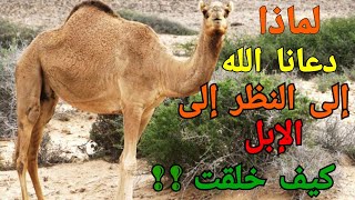 لماذا دعانا الله للنظر إلى الإبل كيف خلقت؟ ستندهش من شدة الإجابة !!