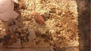 How to breed mealworms for Rango, part 1