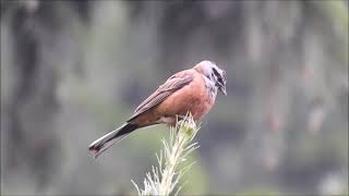 rock bunting