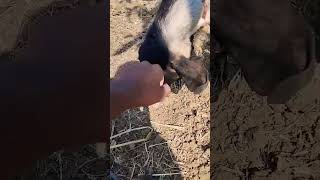 goat fighting with me 🤣🤣 #shorts #shortvideo #viral #youtubeshorts #boyzofbanaras